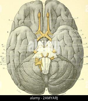 Traité d'Anatomie humaine. Ssant par la fente sphénoïdale; 5 crâne le trijumeau, dont les trois branchesséchappent du première, la sphénoïdale par la fente troisième, la seconde par letrou Grand rond, la   par le trou ovale; O le moteur oculaire externe,c{ui, comme le moteur oculaire commun et le pathétique, traverse la fentesphénoïdale pour se rendre à llorbite; 7 pénètrent le groupe des deux nerfs faciale etautif, qui   lun et lautre dans le conduit auditif interne; W le groupeglosso-pharyngien, pneumogastrique et Spinal, qui séchappe du crâne à travers 30 NÉVROLOGIE le trou déchire posté Stockfoto