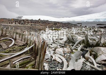 Die Skelette der geschlachteten Wale im letzten Jahrhundert. In der Antarktis fotografiert. Stockfoto