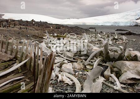 Die Skelette der geschlachteten Wale im letzten Jahrhundert. In der Antarktis fotografiert. Stockfoto