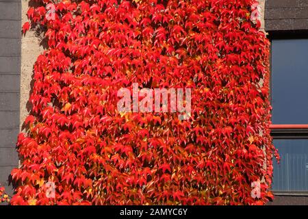 Rot Verfärbte Blätter von Wildwein (Vitis vinifera subsp. Sylvestris) an einer Hauswand im Herbst, Deutschland, Europa Stockfoto