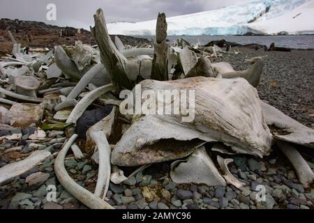 Die Skelette der geschlachteten Wale im letzten Jahrhundert. In der Antarktis fotografiert. Stockfoto