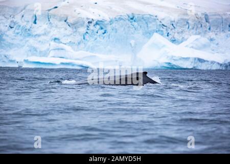 Antarktischer Minkewal (Balaenoptera bonaerensis). Dieser Wal ist auf der südlichen Hemisphäre zu finden, Stockfoto