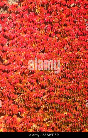 Rot Verfärbte Blätter von Wildwein (Vitis vinifera subsp. Sylvestris) an einer Hauswand im Herbst, Deutschland, Europa Stockfoto