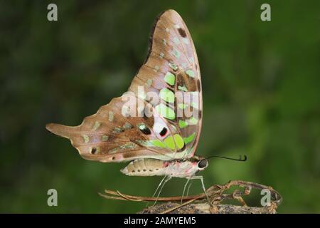 Tailed Jay Graphium agamemnon Stockfoto