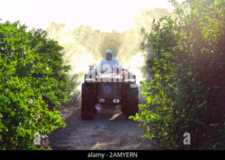 Bauer fährt Traktor, der Pestizid und Insektizid auf Zitronenplantage in Spanien sprüht. Unkraut-Insektizid-Fumigation. Ökologische Landwirtschaft. Stockfoto