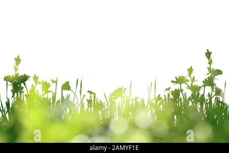 Grüne Silhouette von Gras und wilden Blumen Rand auf weißem Hintergrund Stockfoto