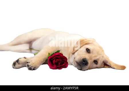 Festliches Porträt des niedlichen Fäustchens Labrador, der mit Rosenblüten in Pfoten liegt Stockfoto