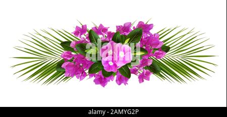 Catharanthus und Bougainvillea Blüten in einem tropischen line Anordnung auf weißem Hintergrund Stockfoto