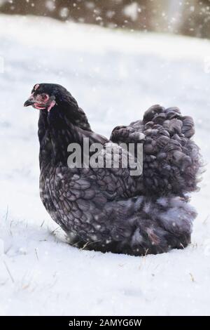 Freie Strecke blau Cochin oder Pekin henne Wandern im Hof während eines Schneesturms. Selektiver Fokus mit unscharfem Hintergrund. Stockfoto