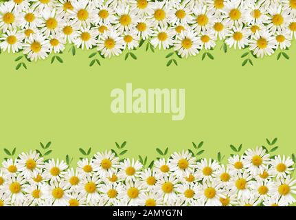 Daisy Blumen und grünes Gras in einem grenzüberschreitenden Vereinbarungen auf grünem Hintergrund Stockfoto