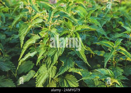 Wilder Nesselstrauch. Urtica dioica. Verlässt den Hintergrund, grüne Wiese. Einjährige, ausdauernde, blühende Pflanze. Pflanzen mit stechenden Haaren Stockfoto
