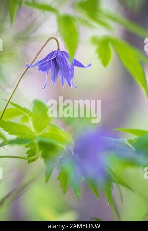 Blume des Alpinen Clematis, schöne Laubwälder Weinstock klettern auf Baum im Garten. Stockfoto