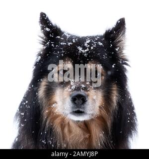 Finnische Lapphund in Schneefall und Kamera vor einem weißen Hintergrund. Stockfoto