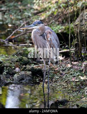 Bleu Heron Vogels close-up Profil anzeigen, indem Sie das Wasser mit einem Moos und Felsen im Hintergrund und Laub, angezeigte blaue Federn Gefieder, Schnabel, Fuß, Auge, in Stockfoto