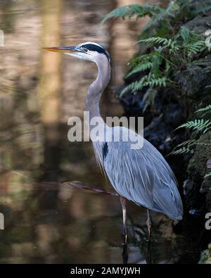 Bleu Heron Vogels close-up Profil anzeigen im Wasser mit einem Bokeh Hintergrund und Laub, angezeigte blaue Federn Gefieder, Schnabel, Fuß, Auge, in Stockfoto