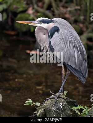 Bleu Heron Vogel in der Nähe Profil ansehen steht auf Rock mit Moos durch das Wasser mit einem Bokeh Hintergrund, blaue Federn Gefieder, Schnabel, Füße, e Stockfoto