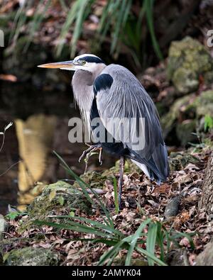 Bleu Heron Vogels close-up Profil anzeigen, indem Sie das Wasser mit einem Moos und Felsen im Hintergrund und Laub, angezeigte blaue Federn Gefieder, Schnabel, Fuß, Auge, in Stockfoto