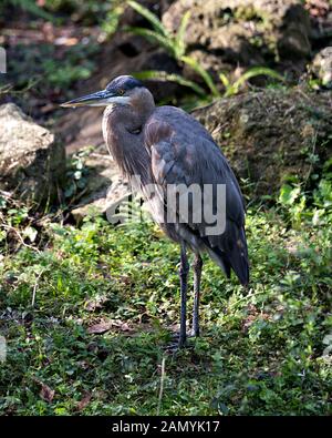 Bleu Heron Vogel in der Nähe Profil ansehen stehend auf grünes Laub mit einem Moos und Felsen im Hintergrund und Laub, angezeigte blaue Federn Gefieder, Schnabel, Stockfoto