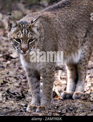 Bobcat Tier Nahaufnahme, Richtung sie Suchen, Anzeigen von ihrer braunen Fell, Kopf, Ohren, Augen, Nase, Mund, Whisker, Pfoten in seiner Umgebung. Stockfoto