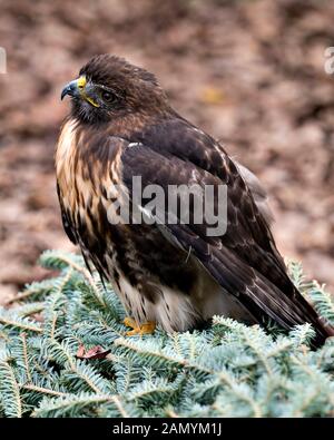Hawk bird Close-up Profil ansehen sitzen auf grünem Laub mit bokeh Hintergrund mit braunen Federn Gefieder, Schnabel, Auge, talons in seiner Umwelt Stockfoto