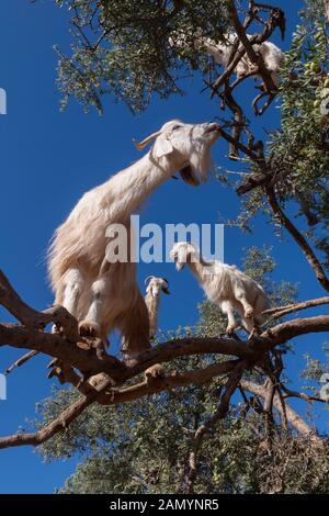 Weiße Ziegen an einem Arganbaum, die Blätter essen, Essaouira, Marokko. Stockfoto