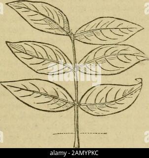 Gartenarbeit für Damen, und, Begleitung zum Blumengarten . von einem reinen{ weiß, Und wie die Blätter duftet der Duft. Der Duft entsteht aus einem Öl, das in kleinen Zellen sezerniert wird, die als Punkte erscheinen, wenn die Blätter bis ans Licht gehalten werden.I Die handsomesten Sorten der Theommon-Myrte sind die römische, oder breitblättrige, die breitblättrige^Dulch, die schmal-blättrige und die zweiblütige. Sie wachsen in jedem allgemeinen Boden, somewhatlamy, und sind Propst;igated withi most Facility by cuttings of the cur-i Rent Years wood when it is just be.1 ginning to Ripen, Cut across at AI Joint, and then plant in Sand, Stockfoto