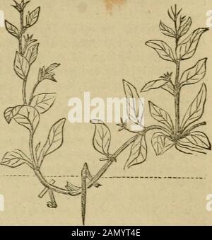 Gartenarbeit für Damen und Begleitung zum Blumengarten. Abb. 35.-Schicht einer Nation. Verholzende Pflanzen auf der oberen Seite in beiden Fällen wird das Messer enteredimmittelAV eine Knospe oder ein Gelenk;Wurzeln, die immer freier pro-truded an den Gelenken der Pflanzen sind, und das in den Inter^als zwischen ihnen. Thecut wird im Allgemeinen halb durchs Schießen gemacht und einen halben Zoll oder einen Zoll hochgefahren, und um einen kleinen Splitter Holz oder einen kleinen flachen Stein oder ein Stück Schiefer oder einen Potsherd aufzuhalten, wird zwischen die gespaltenen Teile gelegt, um den Wounditate zu irimittieren und ihn zu veranlassen, Granulousmatter zu überstehen. Siehe Jig. 35. In Lay Stockfoto