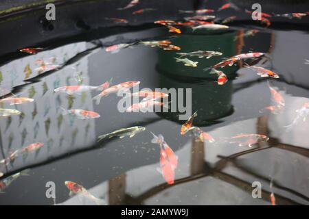 Ein Schwarm von japanischen Koi schwimmen mit Reflexionen über die Wasseroberfläche. Copyspace. Stockfoto