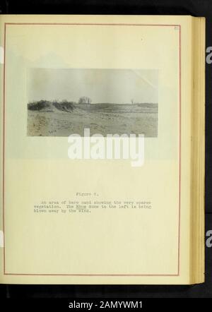 Ein vereinsleben Studie von Illinois Sand Prairie. Stockfoto