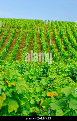 Hangveyard in Pouilly-Fuissé, Burgund-Region von Frankreich. Stockfoto