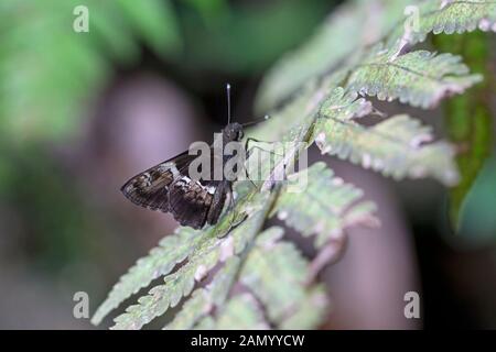 Baum-Flitter (Hyarotis adrastus) Stockfoto