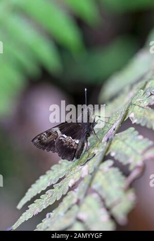 Baum-Flitter (Hyarotis adrastus) Stockfoto