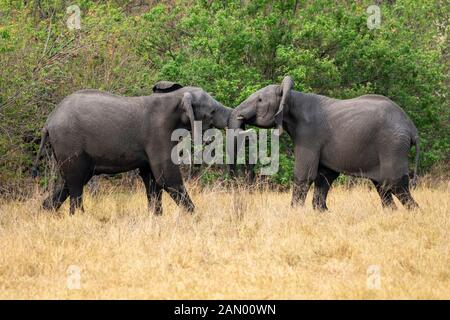 Zwei junge afrikanische Elefantenbullen (Loxodonta Africana) kämpfen in Moremi Game Reserve, Okavango Delta, Botswana, Südafrika Stockfoto