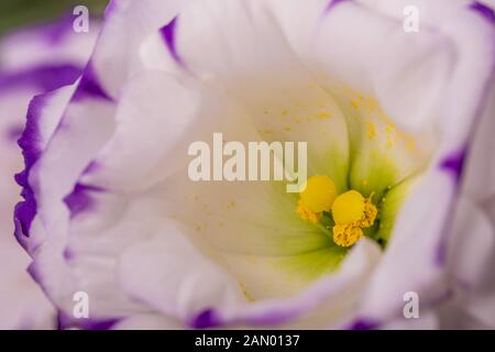 Makroschuss aus strahlender violetter Rosenblüte Stockfoto