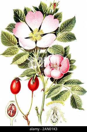 Pflanzenlebensdauer mit 74 ganzseitigen Abb., 24 davon auf Fotos, vom Autor und 50 in Farbe auf Zeichnungen . (Rubus) wurden von Charles Darwin als Scrambler gut geklemmelt, denn sie sind in Richtung des Lichts mit anderen Plantsfor-Stützen unter völliger Missachtung ihrer Anforderungen durchgeknallt.Sie hängen mittels rekurvedhooks, die aus Stielen und Blättern hergestellt wurden, an ihren Stützen, Und heulend werden sie auf diese Weise bedient, wird von jedem erkannt, der ernsthaft versucht hat, den eitherof dieser Gerangel von einer Hegerow zu entkoppeln. Das Rührwerk einer Bramble-Pflanze kann unter Umständen geeignet sein Stockfoto