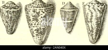 L'histoire naturelle éclaircie dans deux de ses parties principales, la lithologie et la conchyliologie : dont l'une traite des pierres et l'autre des coquillages : ouvrage dans lequel on trouve une méthode & une notice critique des principaux auteurs quel ont sur maéres: Enrichi de figures dessinées d'après nature. Ù^ : ^y^*^^. Stockfoto