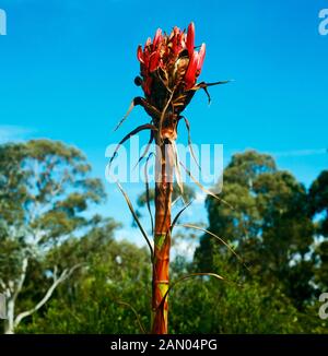 DORYANTHES EXCELSA (GYMEA LILY) Stockfoto