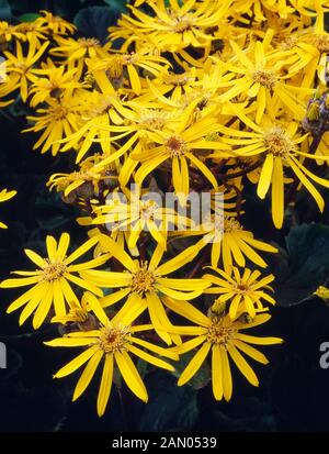 LIGULARIA DENTATA 'OTHELLO' Stockfoto