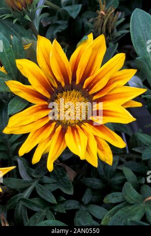 GAZANIEN DAYBREAK RED STRIPE SCHATZ BLUME Stockfoto