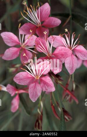 GAURA LINDHEIMERI SISKIYOU PINK GEÖFFNETE BLÜTEN (JEDE BLÜTE DAUERT NUR EINEN TAG) Stockfoto