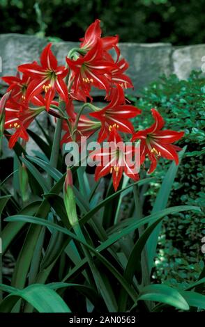 HIPPEASTRUM X JOHNSONII Stockfoto