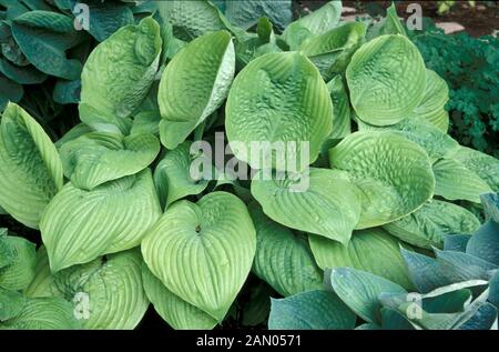 HOSTA-SUMME UND SUBSTANZ Stockfoto