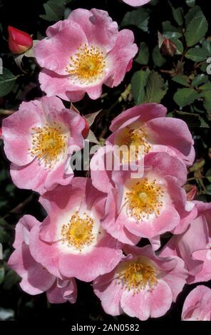 UNBESCHWERTEN GENUSS STRAUCH ROSE ROSA ROSA Stockfoto