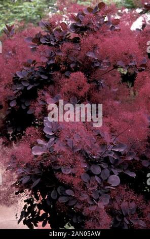 COTINUS COGGYGRIA ROYAL PURPLE. BUSH ZU RAUCHEN Stockfoto