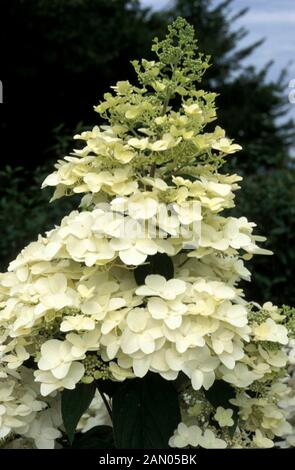 HYDRANGEA PANICULATA EINZIGARTIGE BLÜHT Stockfoto