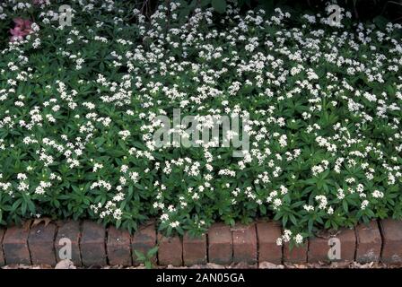 GALIUM ODORATUM WALDMEISTER (SY ASPERULA ODORATA) TEPPICH VON BLUMEN Stockfoto