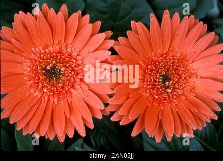 GERBERA JAMESONII TRANSVAAL DAISY BLÜTENKÖPFE Stockfoto