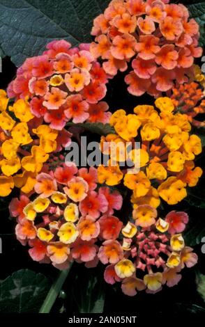 LANTANA CAMARA MISCHEN STRAUCH EISENKRAUT BLUMEN Stockfoto