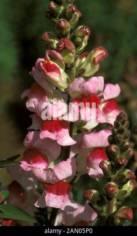 ANTIRRHINUM MAJUS KRONE LICHT LILA Stockfoto