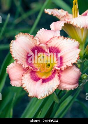 HEMEROCALLIS STRAWBERRY CANDY Stockfoto